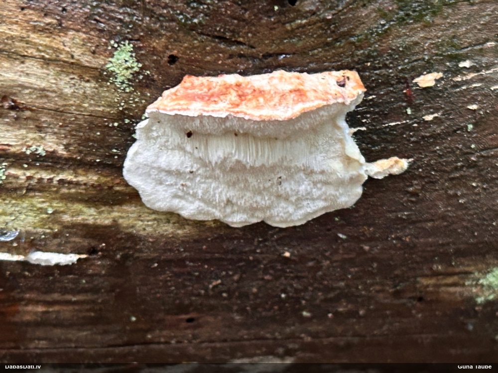 Trauslā mīkstpiepe