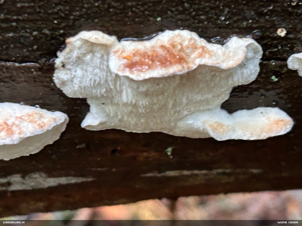 Trauslā mīkstpiepe