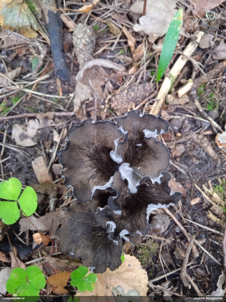Rudens taurene
