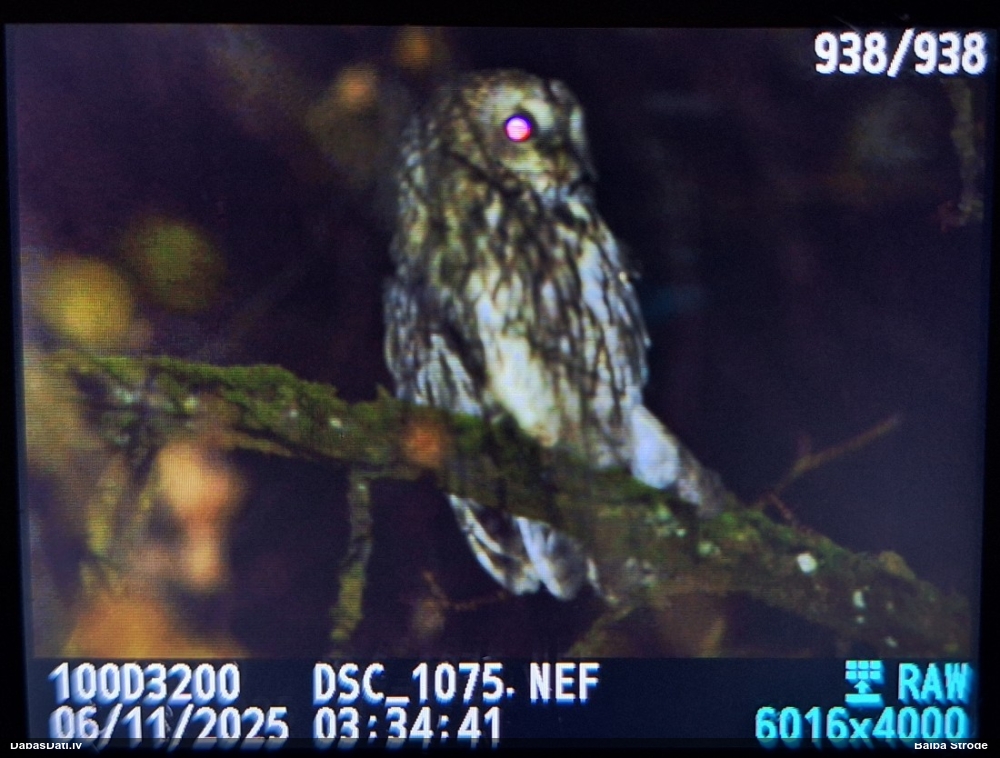 серая неясыть