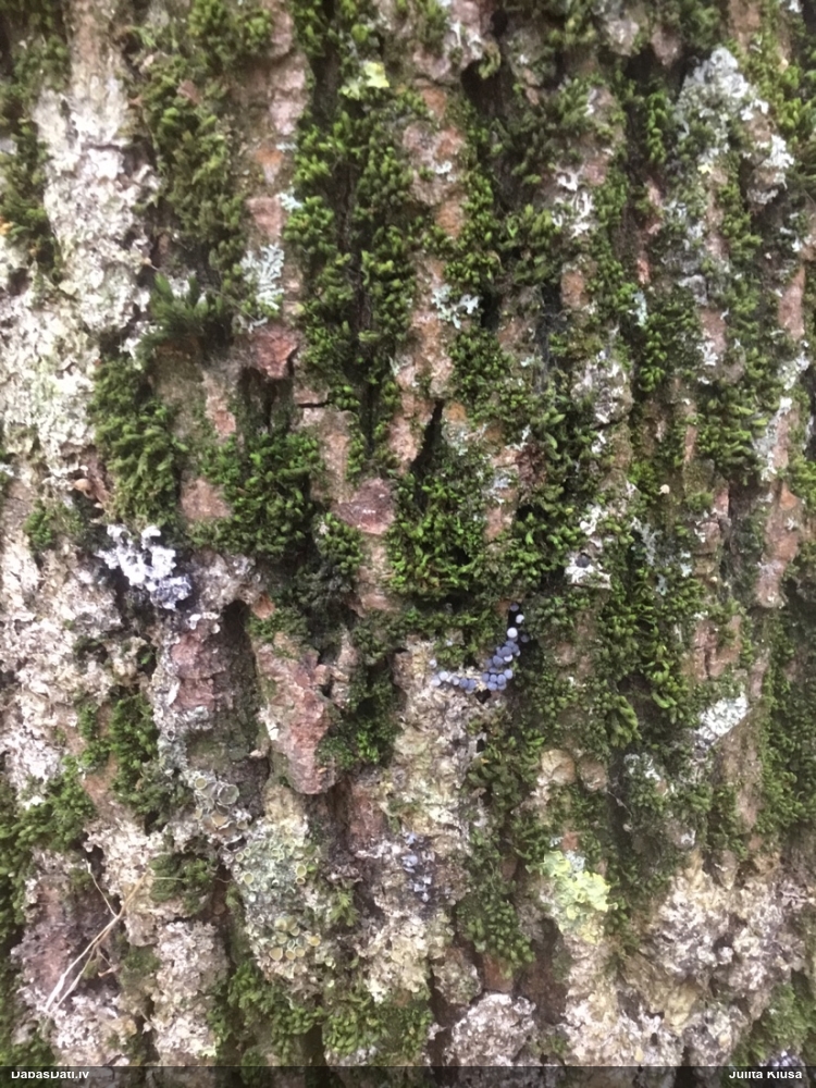 Dzelksnīte (nenoteikta)