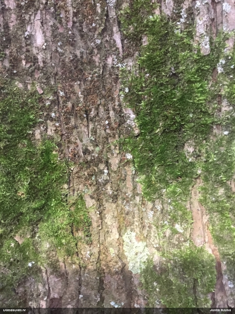 Dzelksnīte, pumpurīte (nenoteikta)