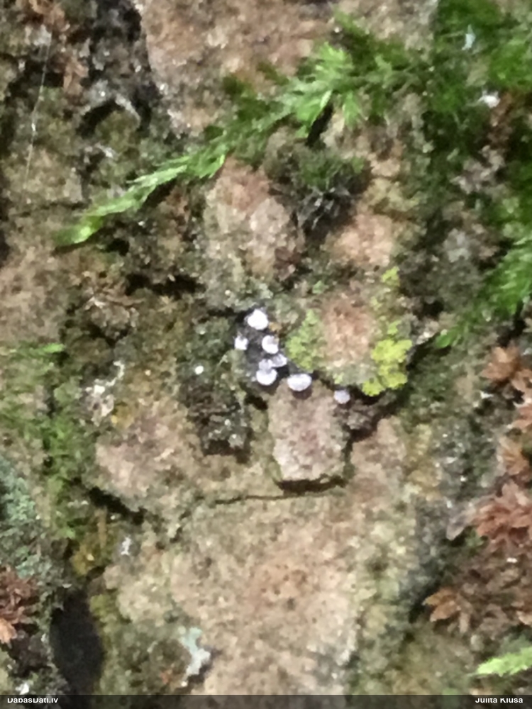 Dzelksnīte, pumpurīte (nenoteikta)