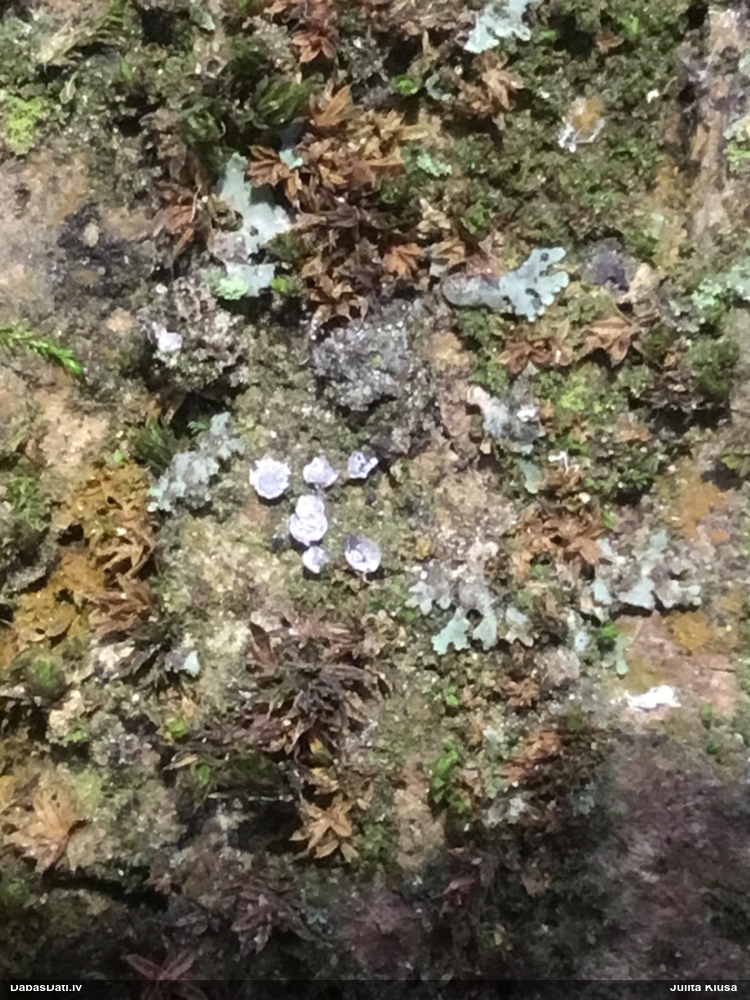 Dzelksnīte, pumpurīte (nenoteikta)