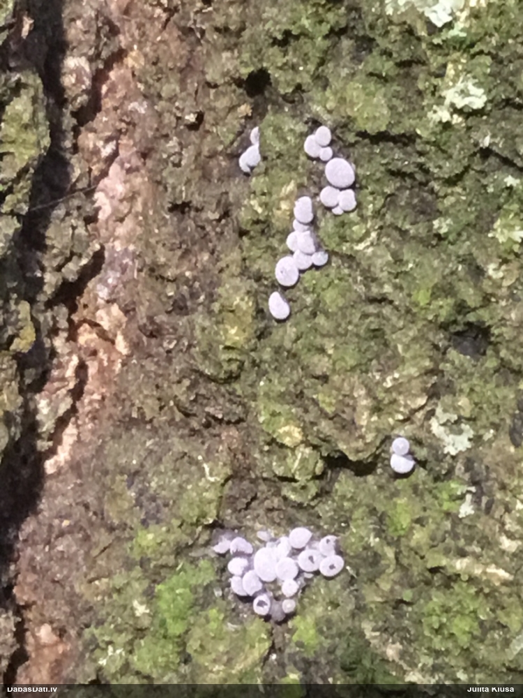 Jūlijas dzelksnīte