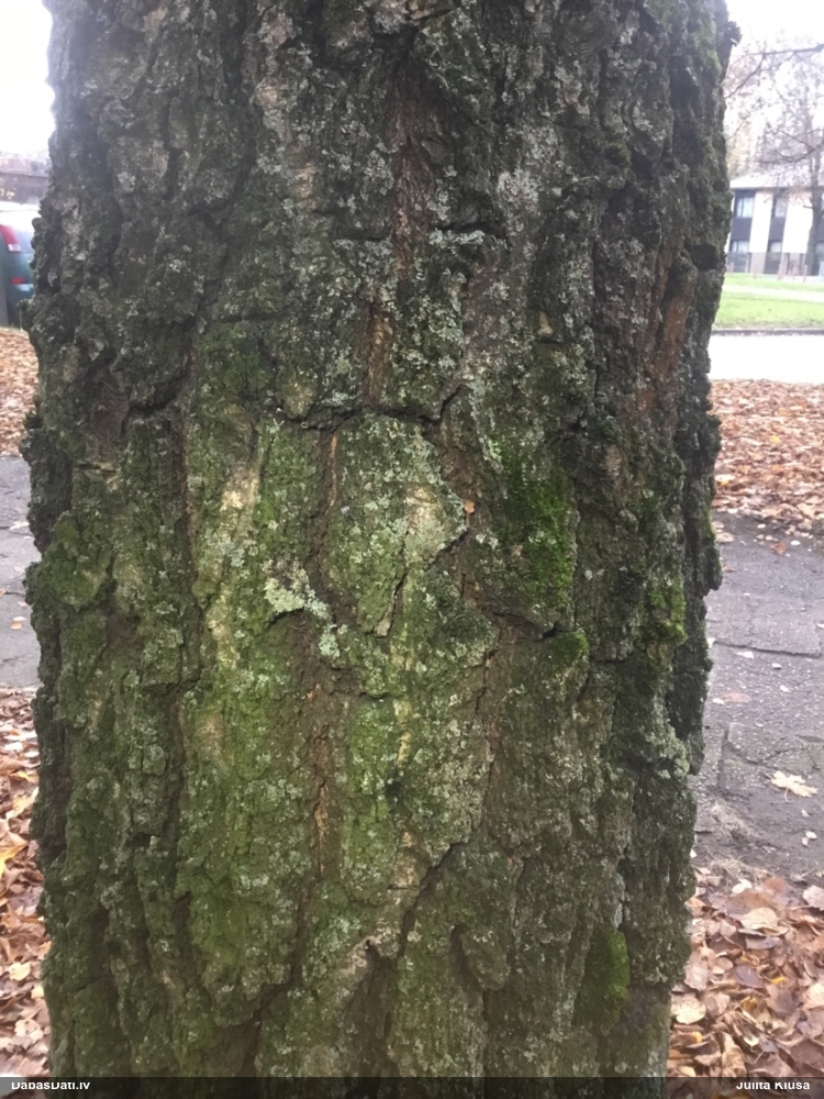 Jūlijas dzelksnīte