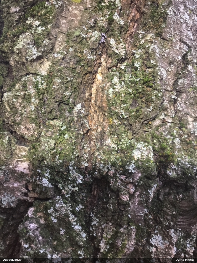 Zeltpūšļu pilienīte