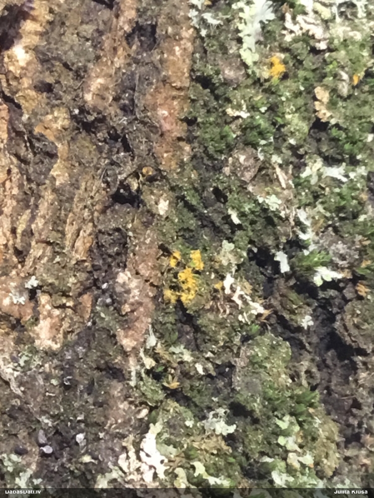 Zeltpūšļu pilienīte