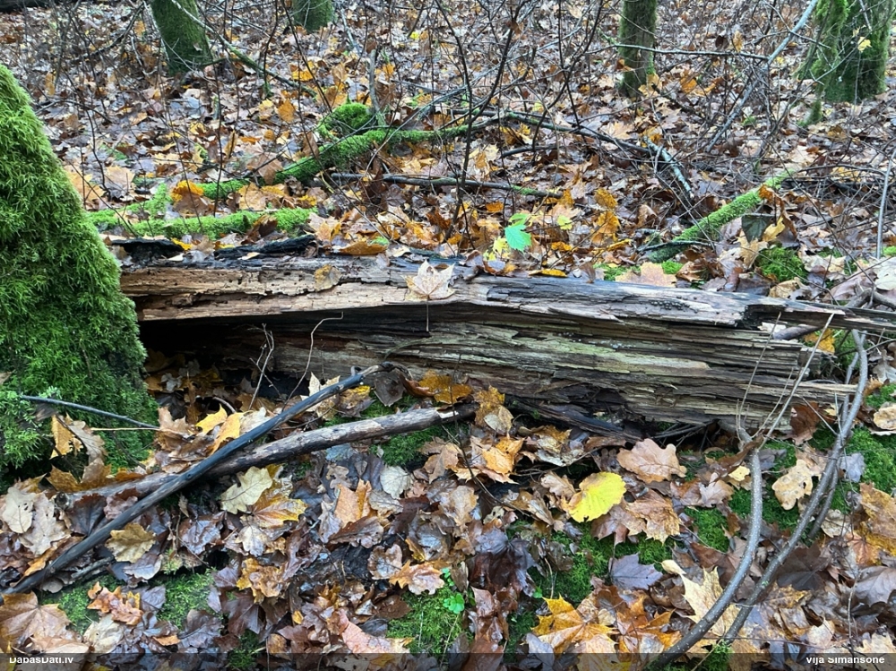 Koksnes vilkpienaine