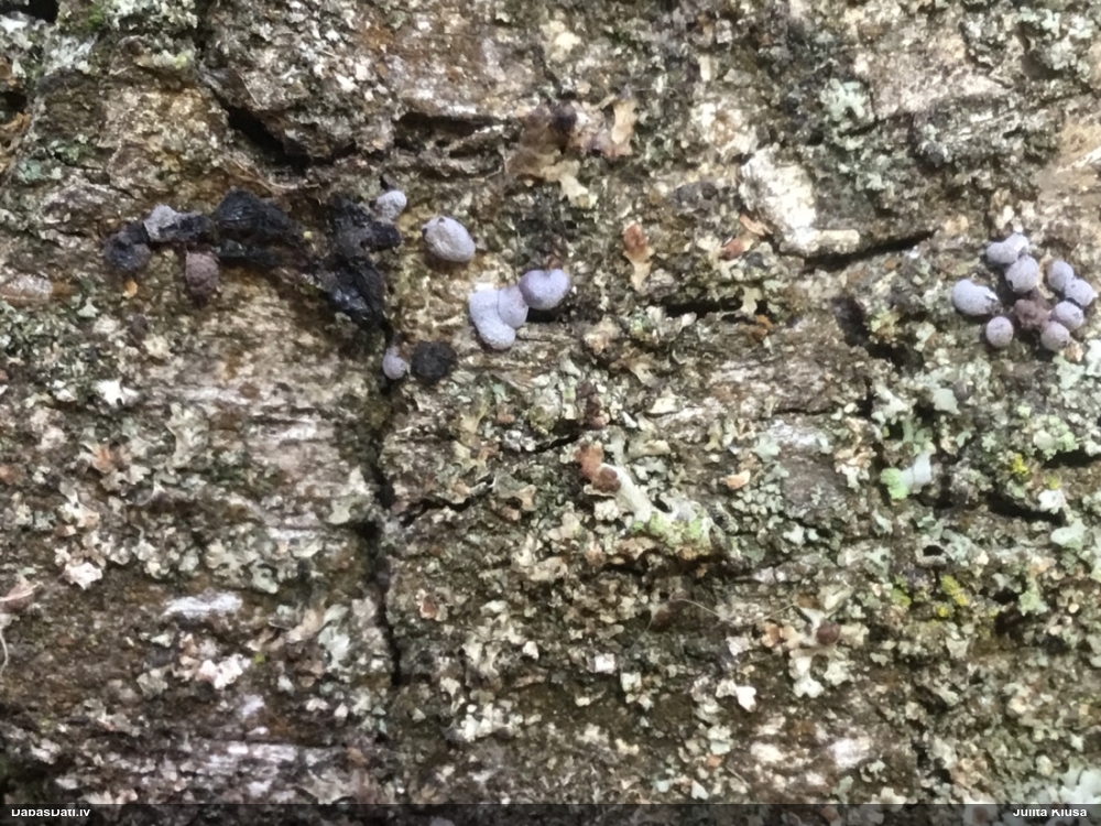 Dzelksnīte (nenoteikta)