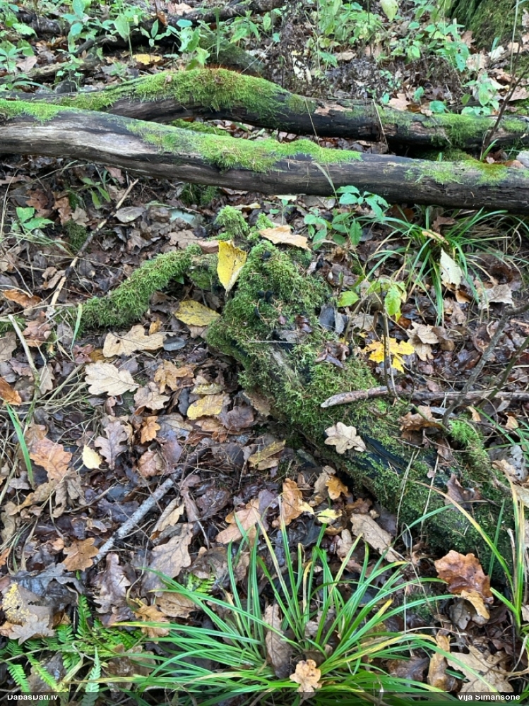 Dead Man’s Fingers