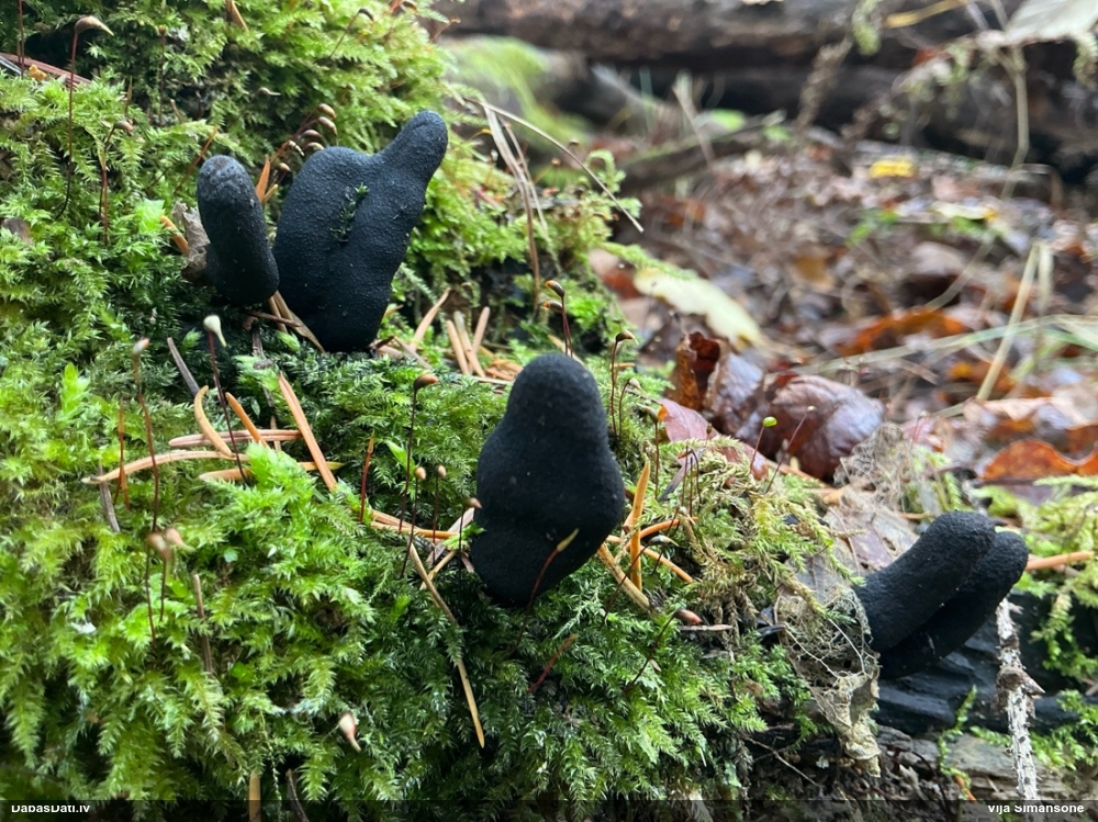 Dead Man’s Fingers