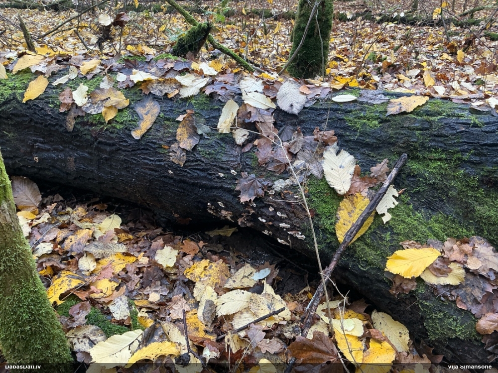 Lampīte (nenoteikta)