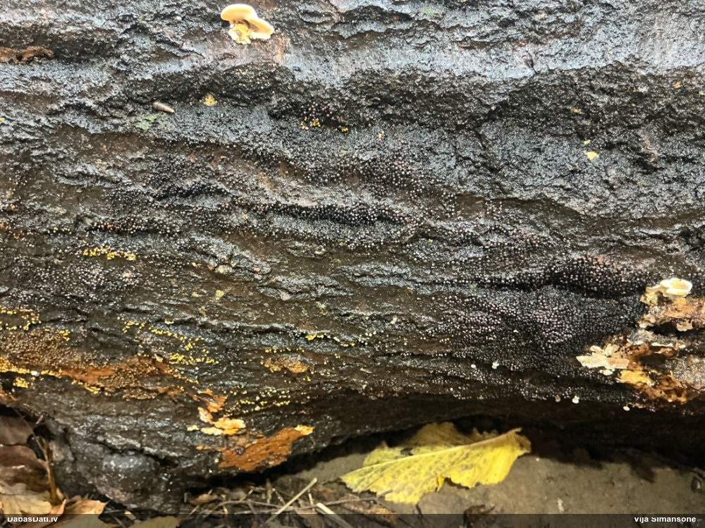 Lampīte (nenoteikta)