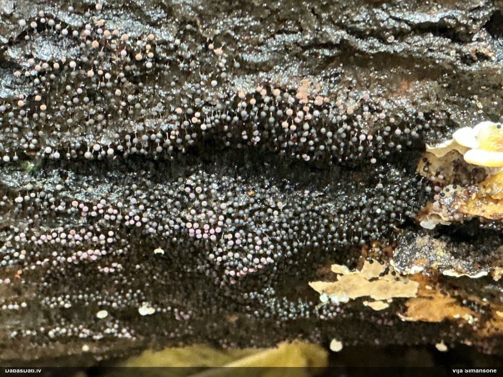 Lampīte (nenoteikta)