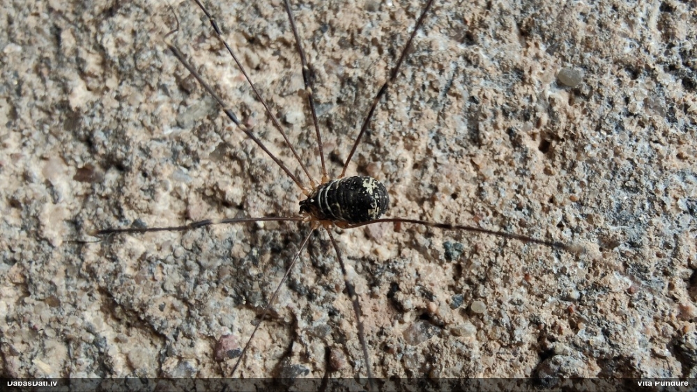 Māņzirneklis (nenoteikts)