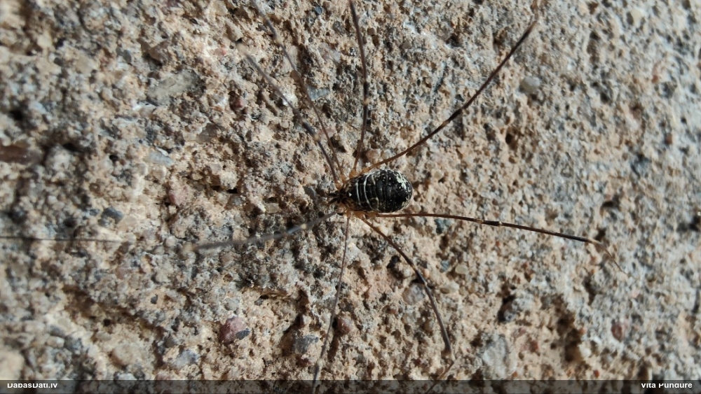 Māņzirneklis (nenoteikts)