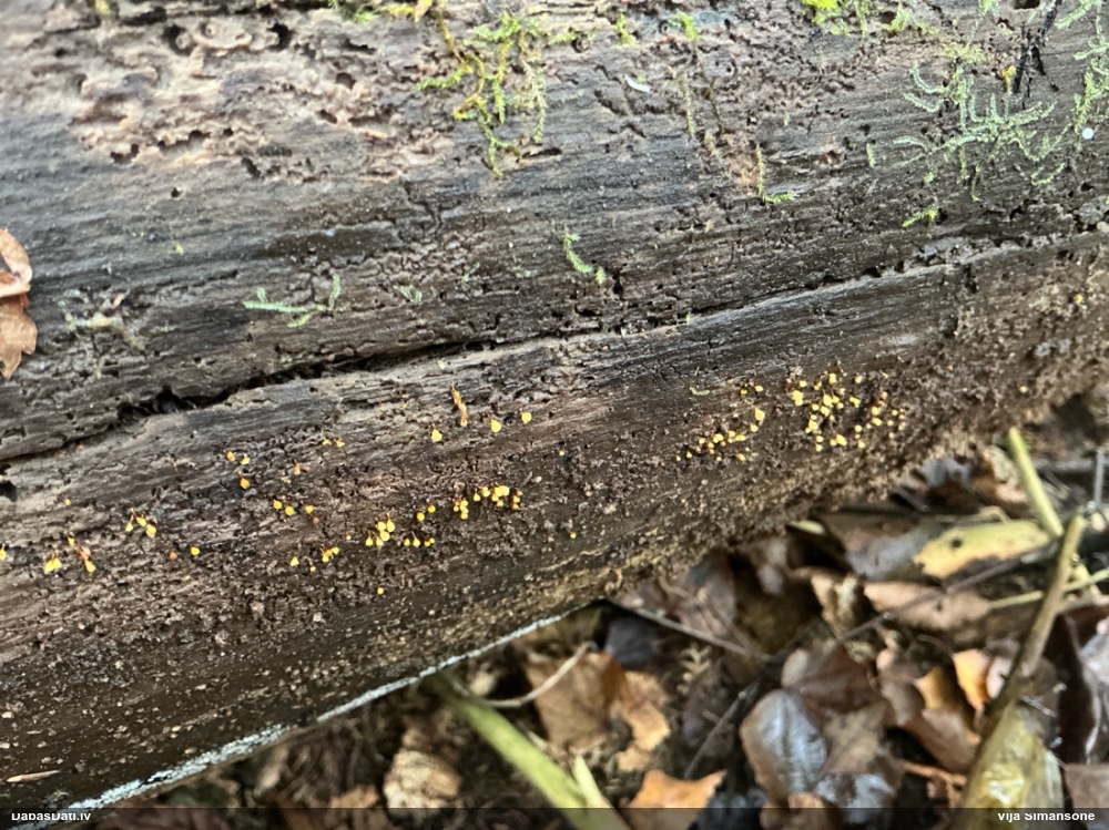 Apkaklītes pilienīte