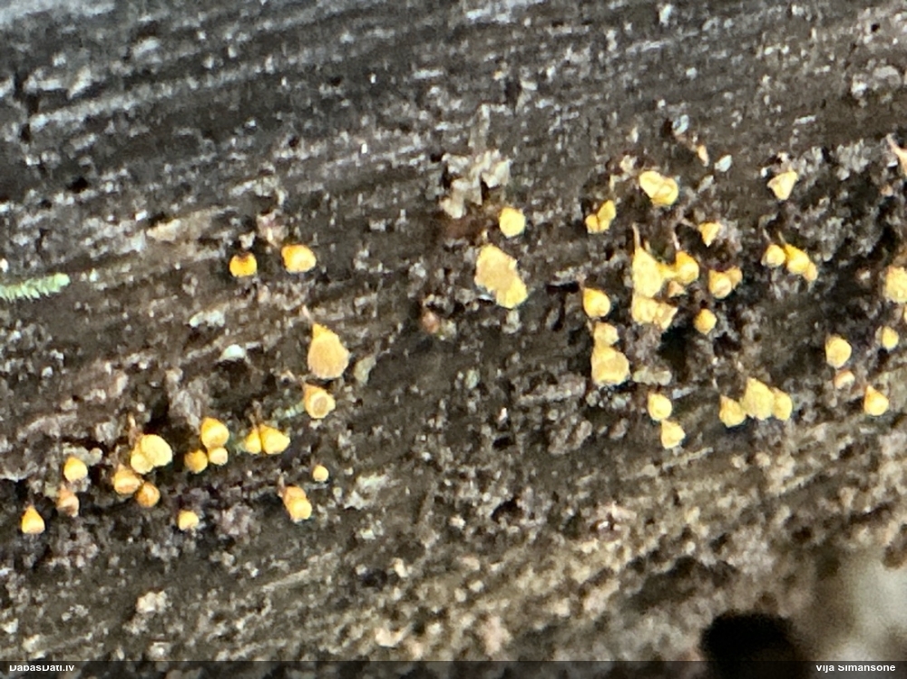 Apkaklītes pilienīte