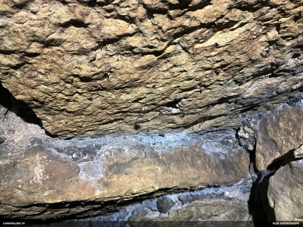 Zirneklis (nenoteikts)