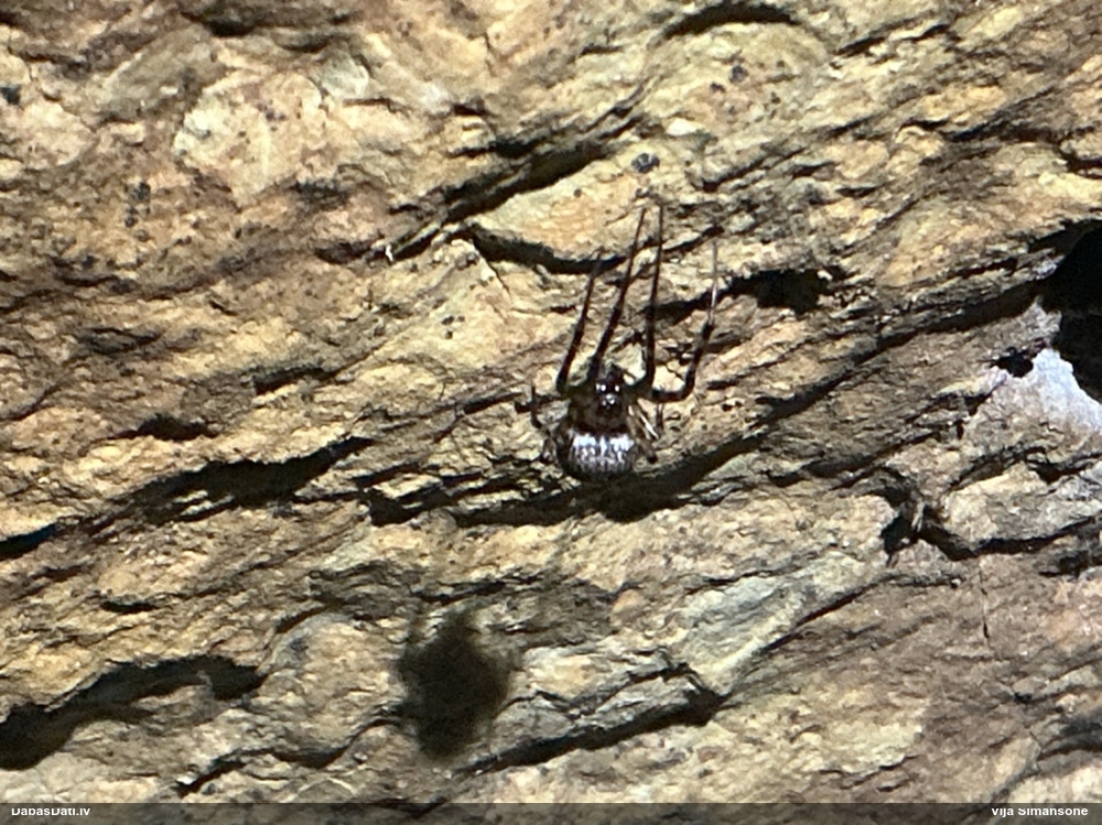 Zirneklis (nenoteikts)