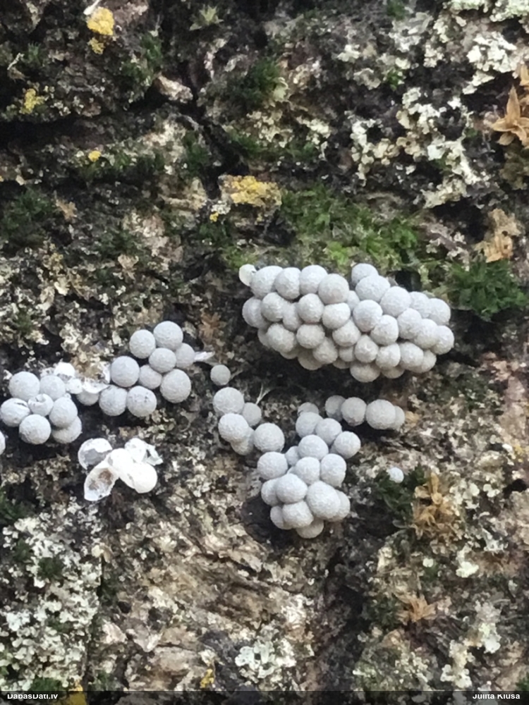 Dzelksnīte (nenoteikta)