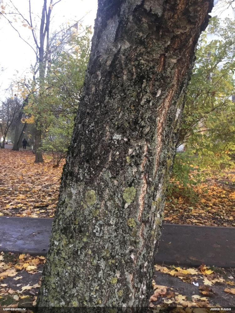 Dzelksnīte (nenoteikta)