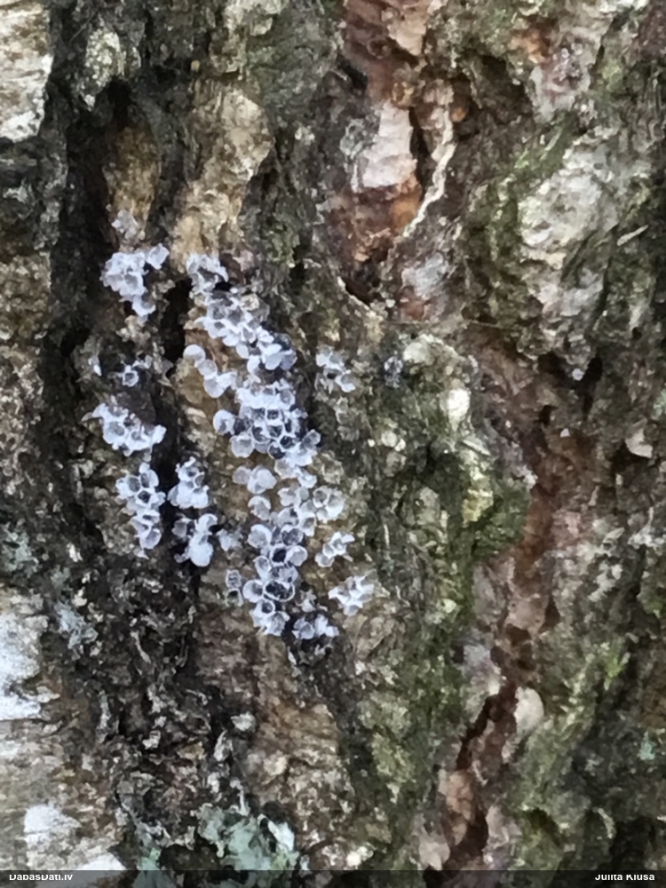 Jūlijas dzelksnīte