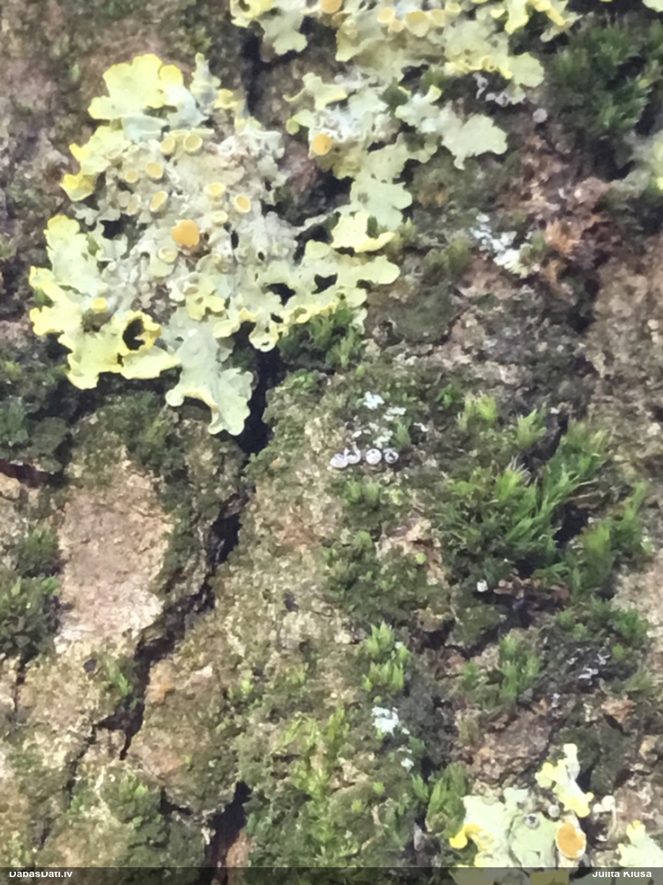 Dzelksnīte, pumpurīte (nenoteikta)