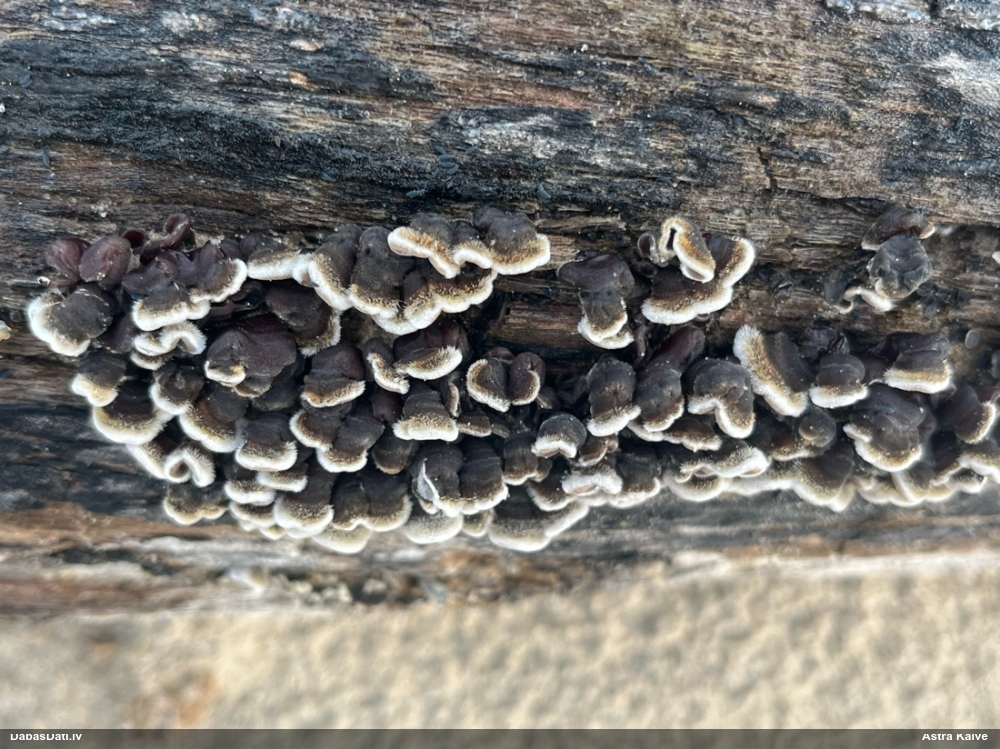 Parastā ausaine, ķidu ausaine