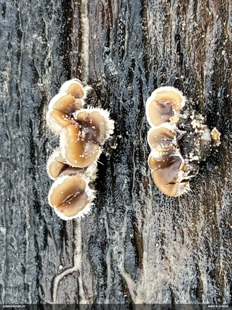 Parastā ausaine, ķidu ausaine