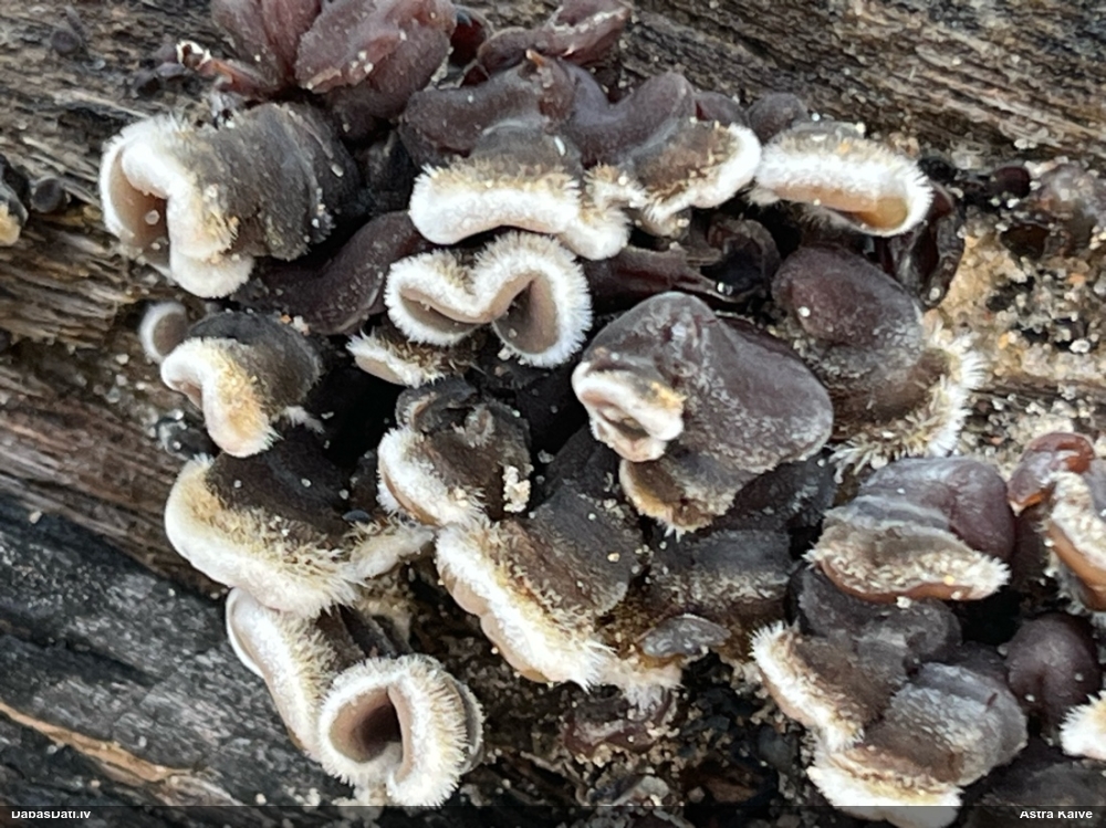 Parastā ausaine, ķidu ausaine