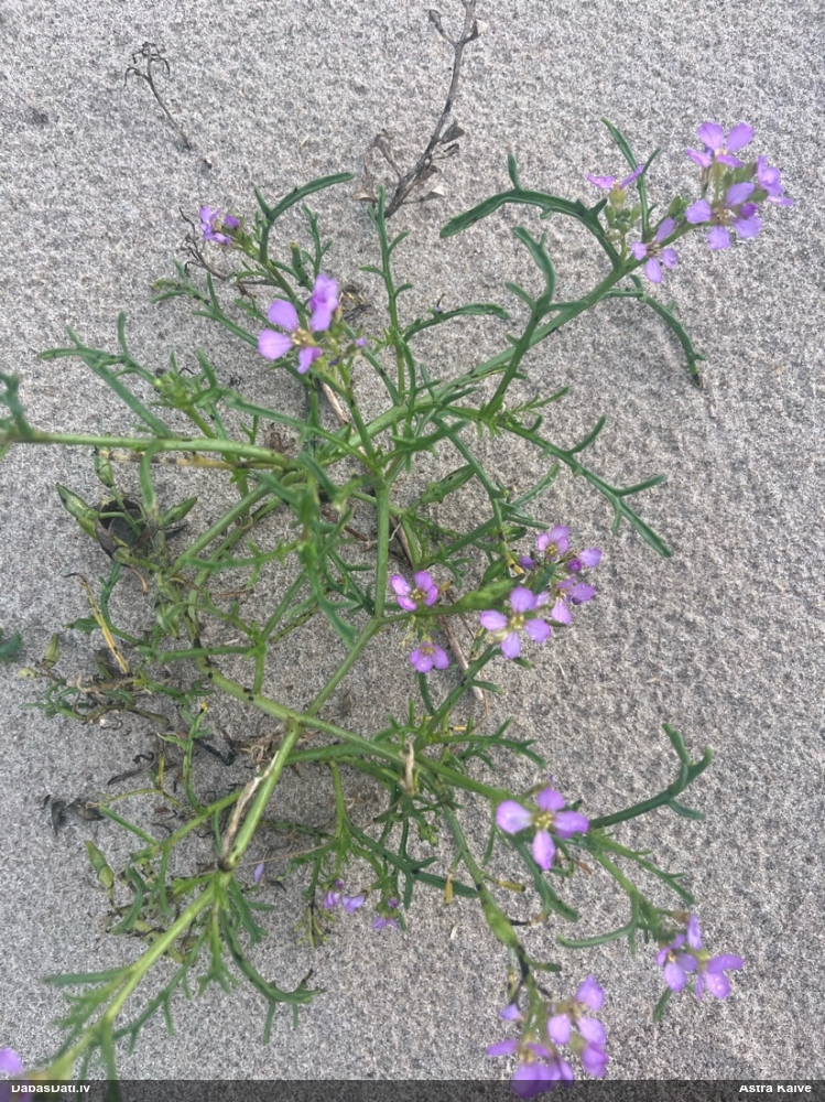 Jūrmalas šķēpene