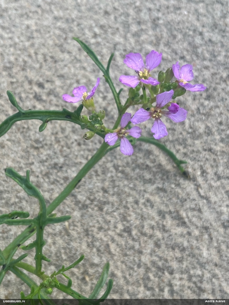 Jūrmalas šķēpene