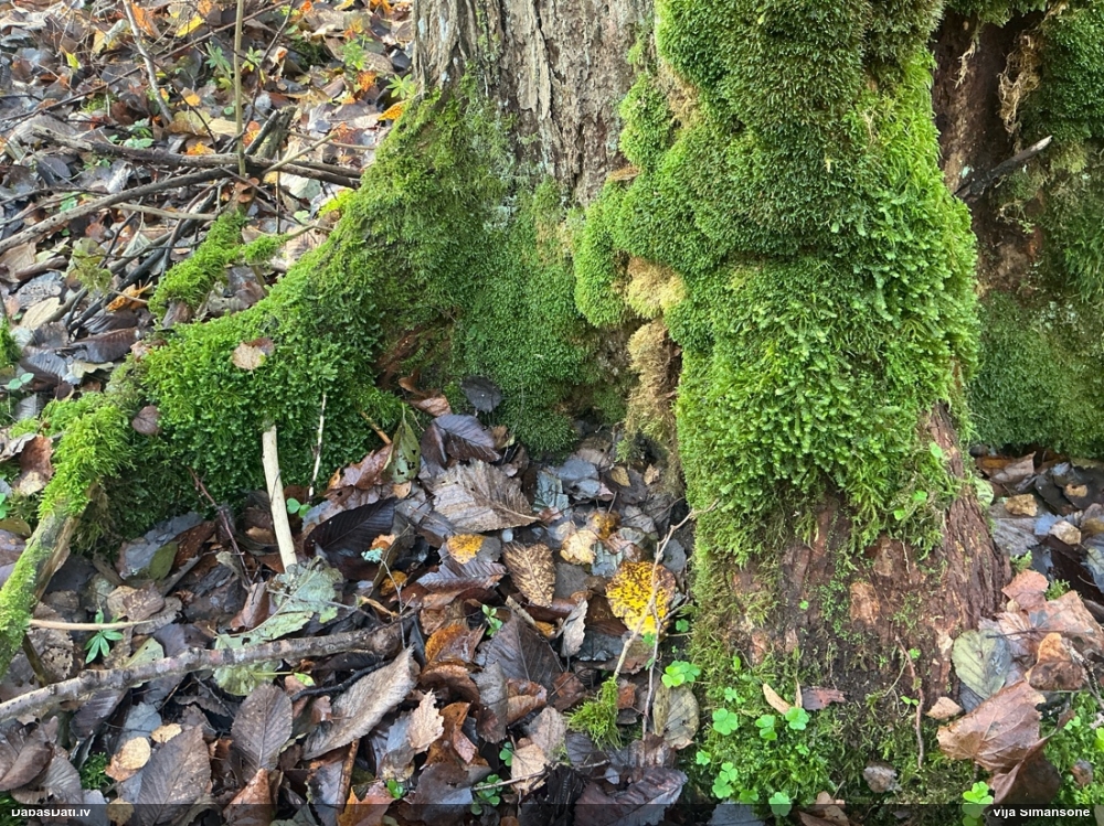 Lielā greizkausīte