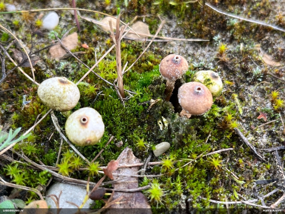 тулостома зимняя