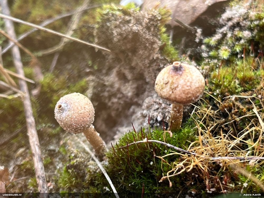 тулостома зимняя