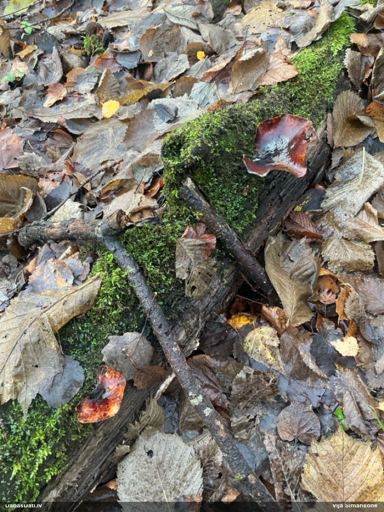 Kastaņbrūnā kātiņpiepe