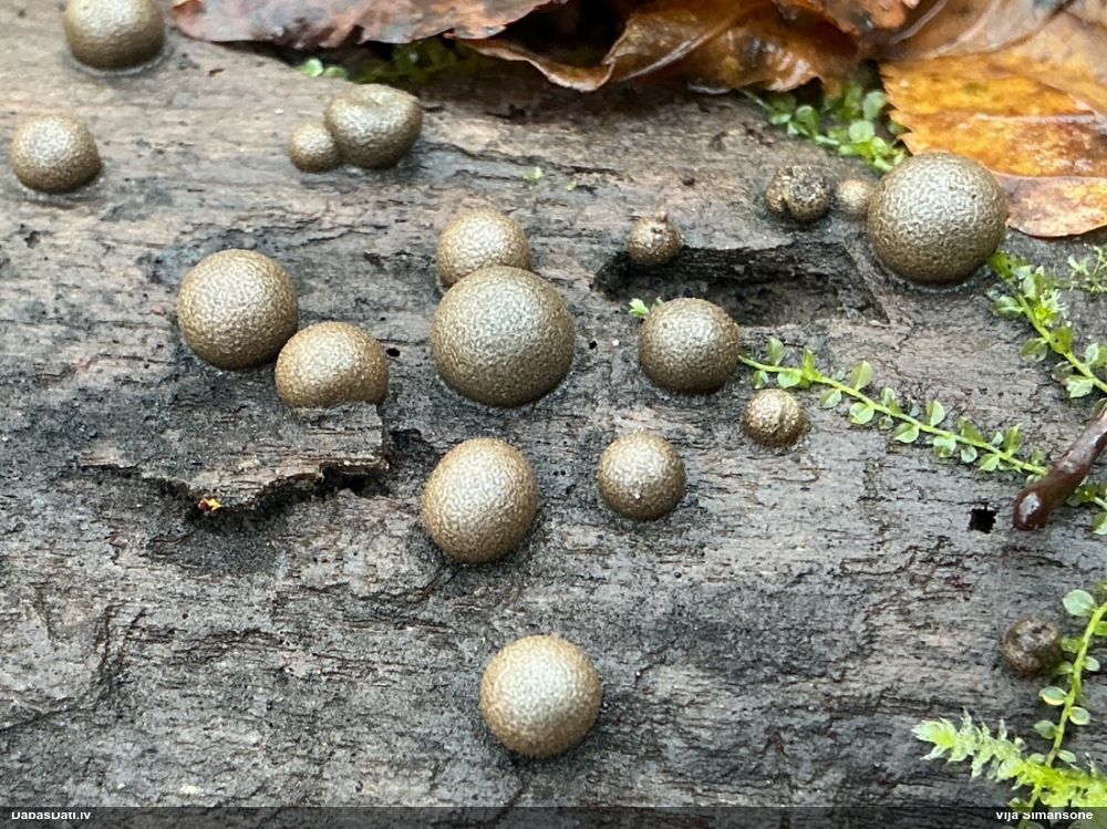 Parastā vilkpienaine (liela, bez izteikta rakstiņa; nenoteikta)