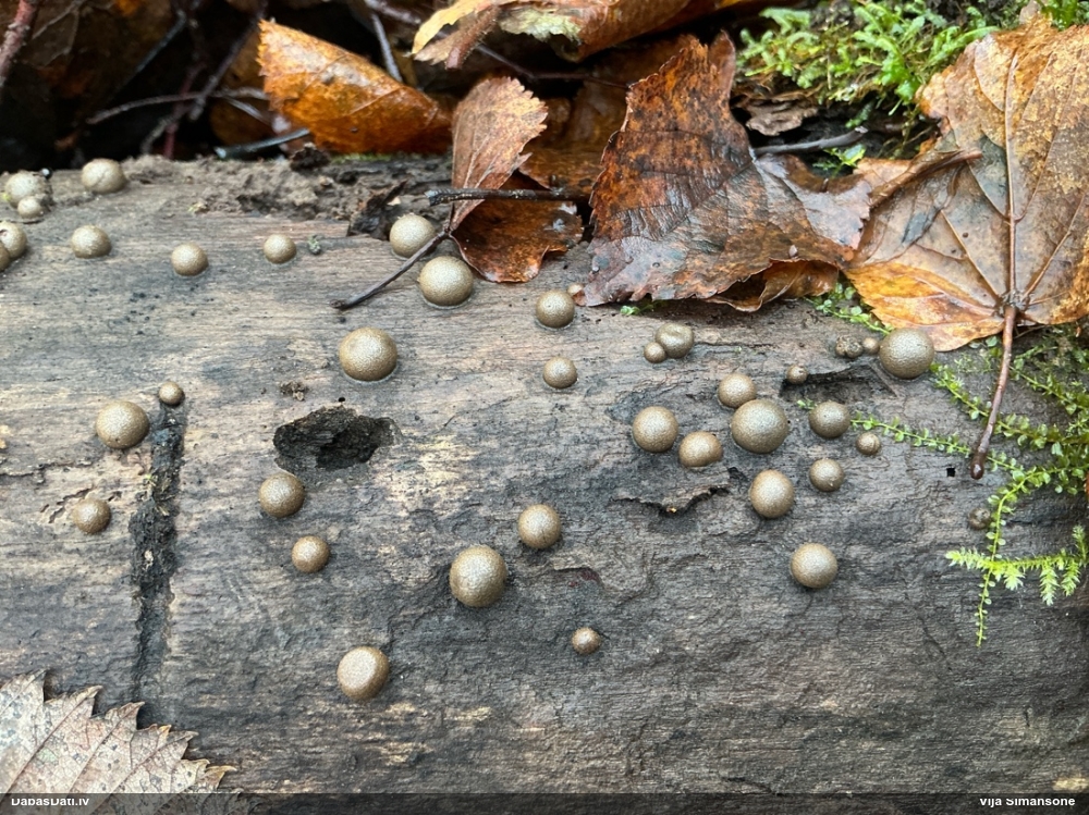 Parastā vilkpienaine (liela, bez izteikta rakstiņa; nenoteikta)
