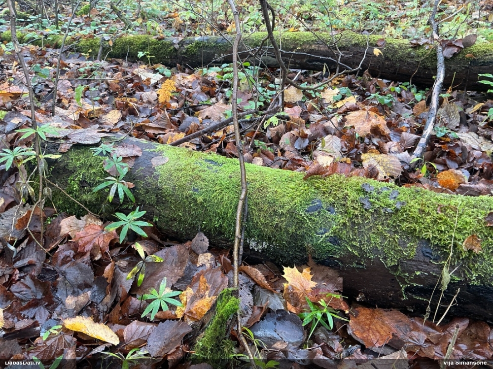 Lampīte (nenoteikta)