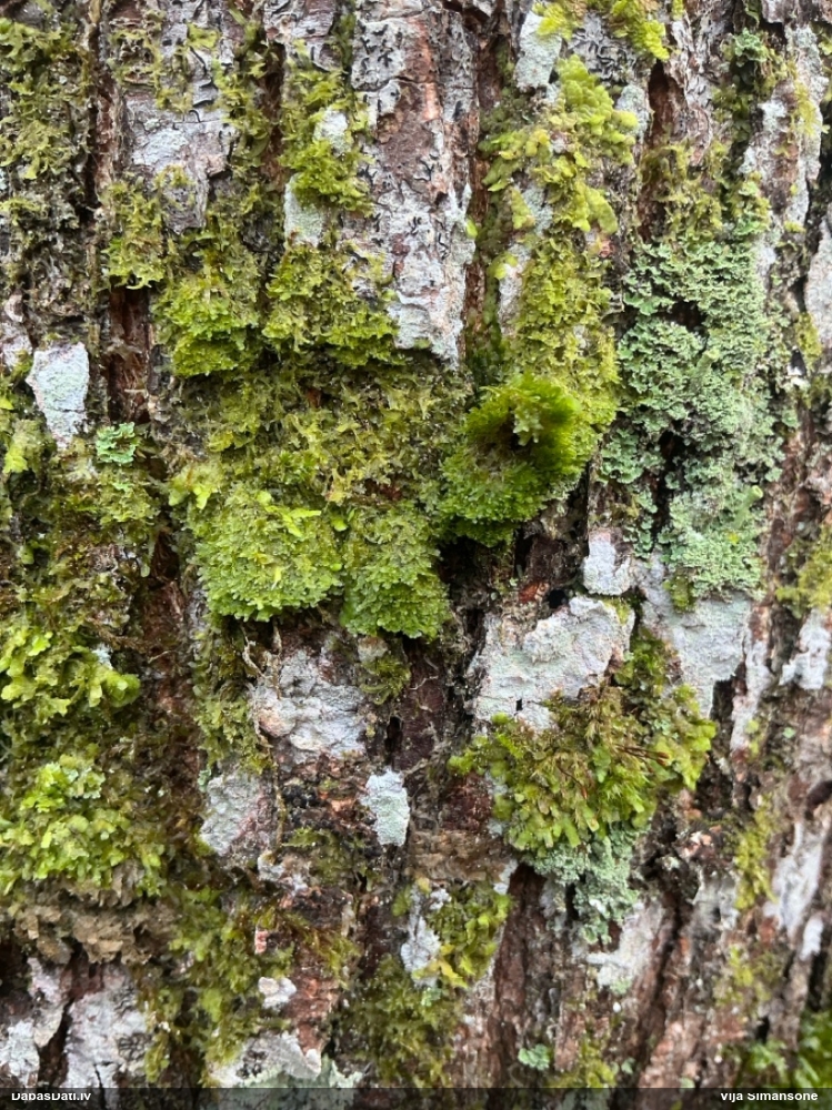 Dakšveida mecgērija