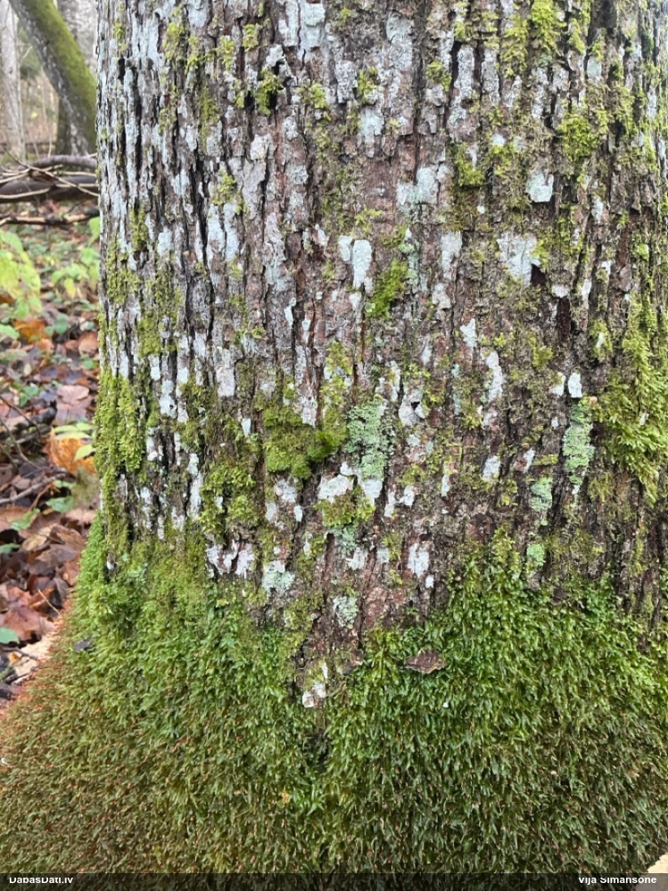 Dakšveida mecgērija