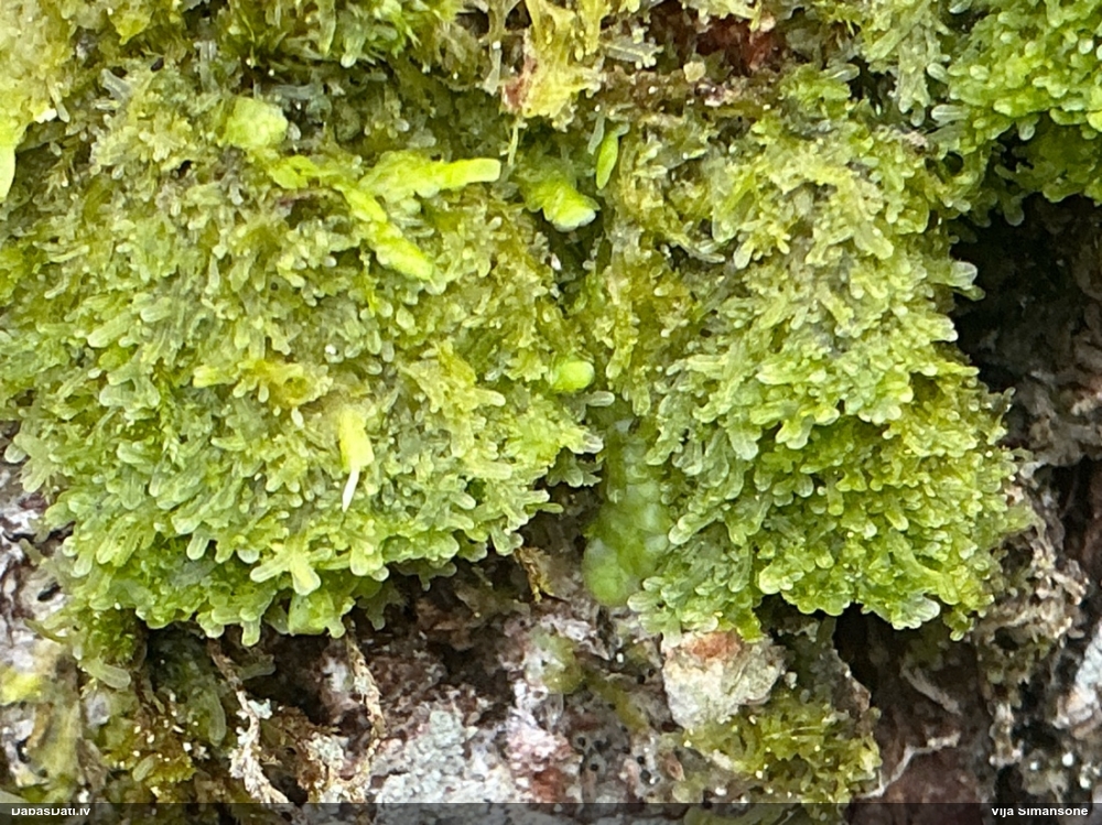 Dakšveida mecgērija