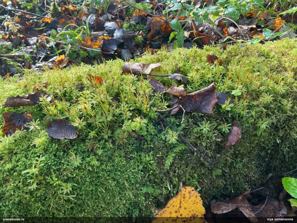 Viļņainā skrajlape