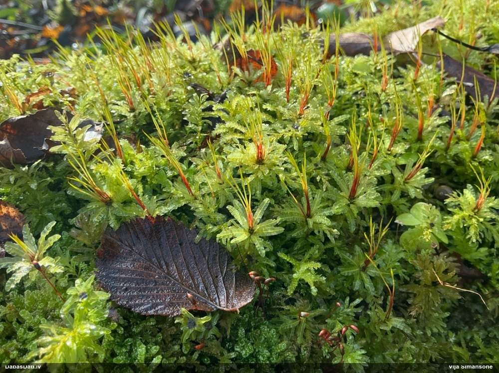 Viļņainā skrajlape