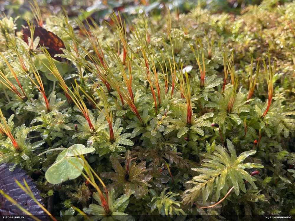 Viļņainā skrajlape