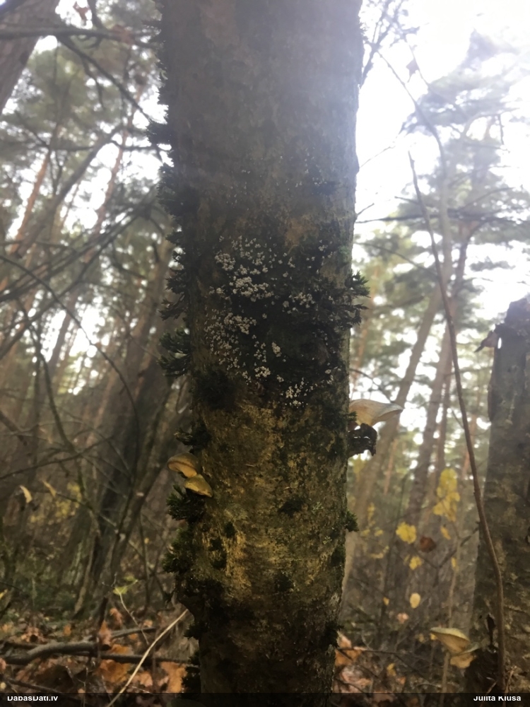 Baltkāta pumpurīte