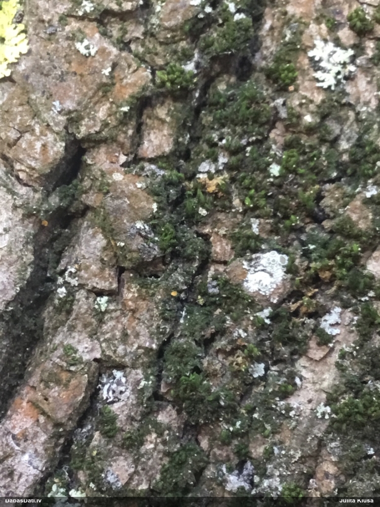 Pilienīšu dzimtas gļotsēne (nenoteikta)