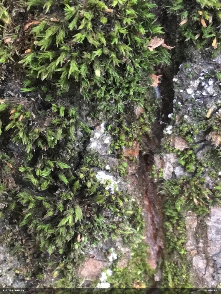 Dzelksnīte (nenoteikta)